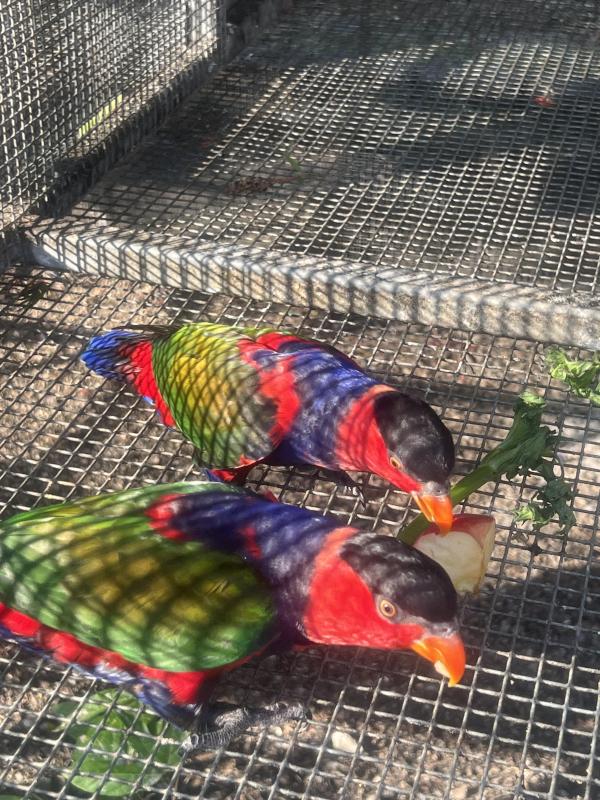 Blue breasted Black Cap Lories - Males x7