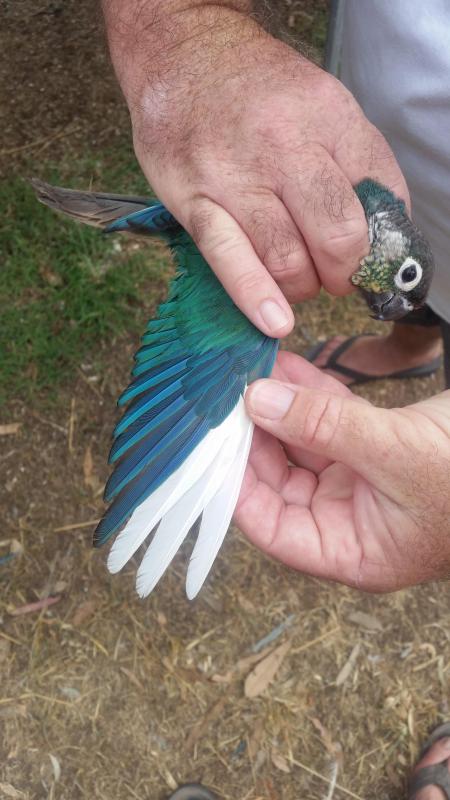 Pied Violet Turquoise Yellowsided Green Cheeks