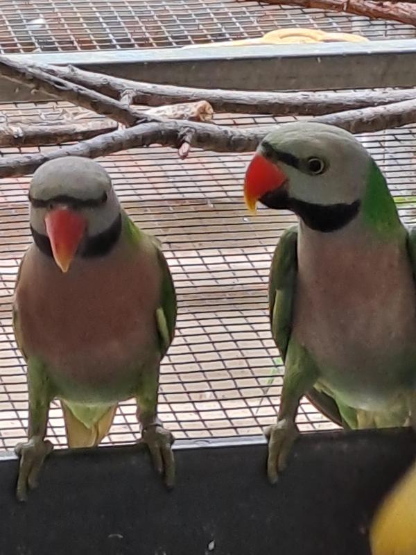 MOUSTACHE Split Melanistic split possible. Blue