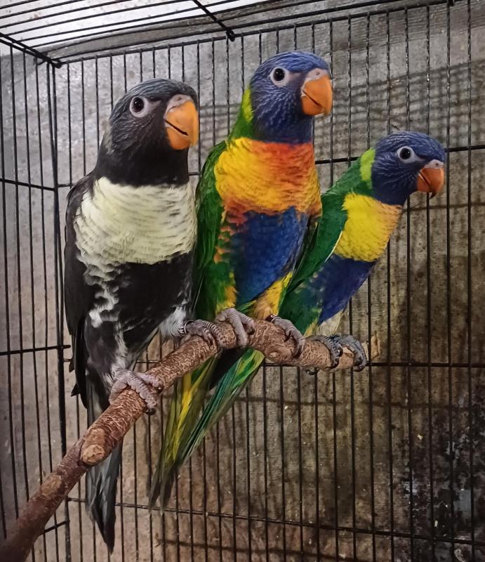 Blue series Rainbow Lorikeets