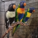 Blue series Rainbow Lorikeets