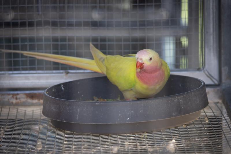 Princess Parrot Pairs