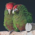WTB Rose Crown Conures