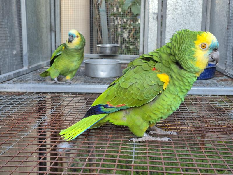 Blue fronted Amazon's