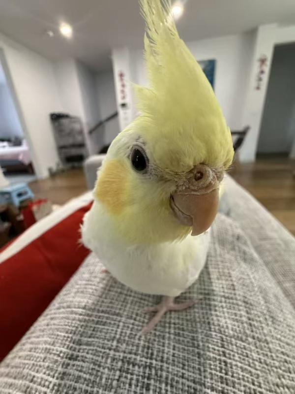 Hand-Raised Cockatiel Babies  Ready for Their New Homes! 