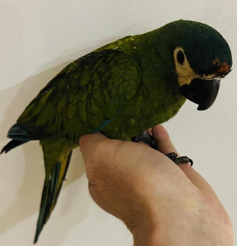 Handreared Illigers Macaws