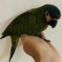 Handreared Illigers Macaws