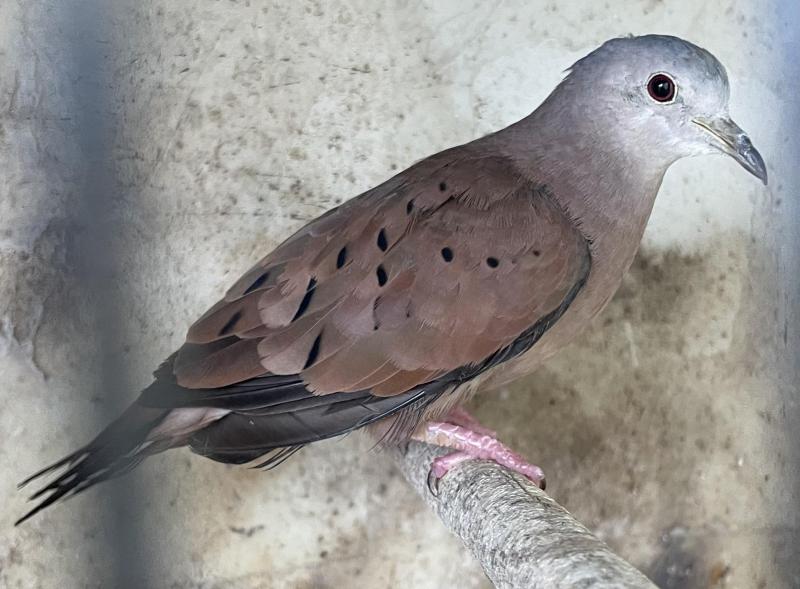 FS: TALPACOTI DOVE
