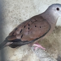 FS: TALPACOTI DOVE