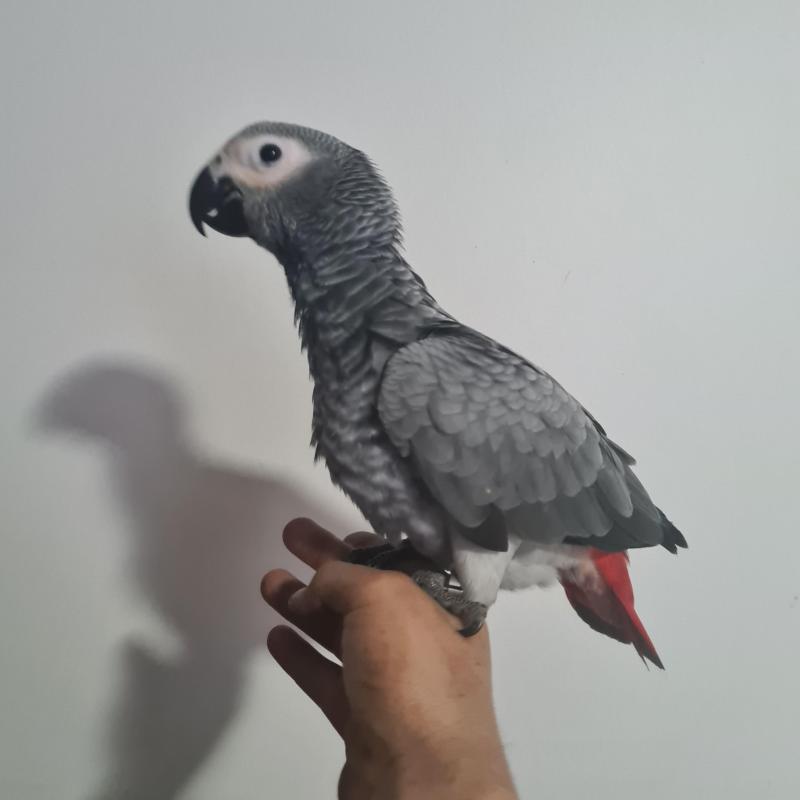 Hand Raised African Greys available