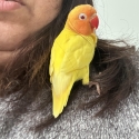 Lutino Fischer Lovebird Pet