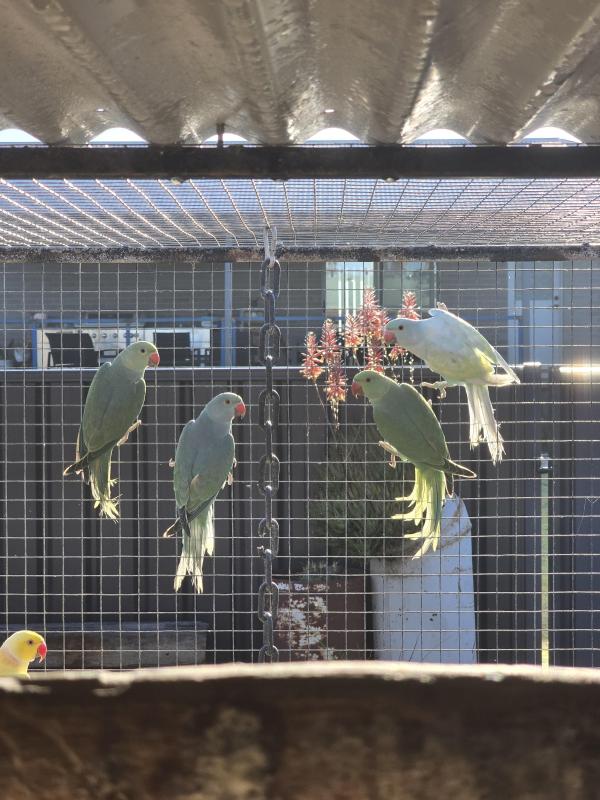 Dilute ringnecks and others