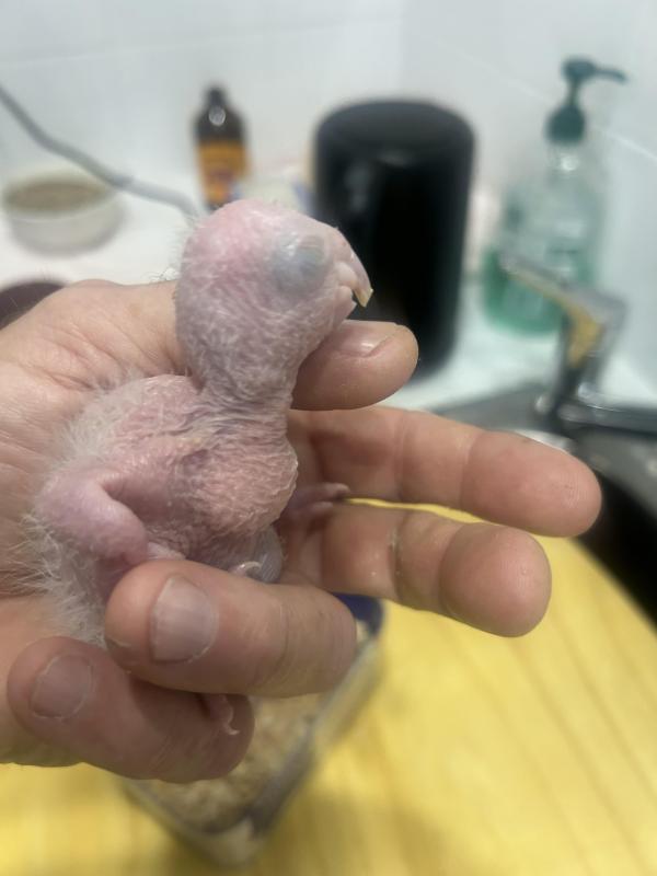 White Bellied Caiques