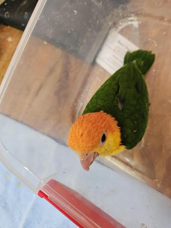 White-bellied caiques