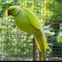 Dilute Indian Ringnecks