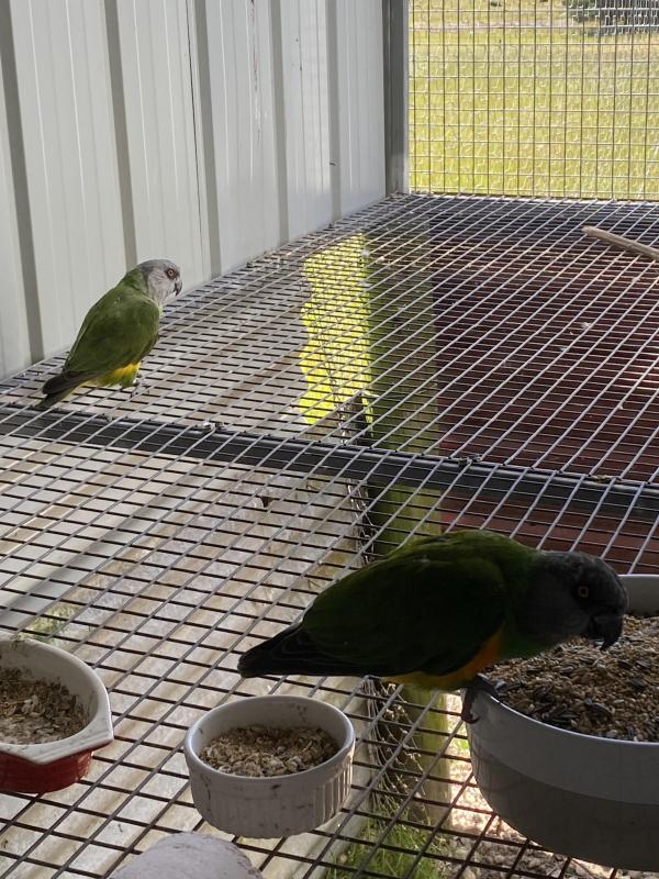 Senegal parrots 2x pairs