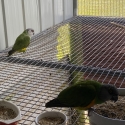 Senegal parrots 2x pairs