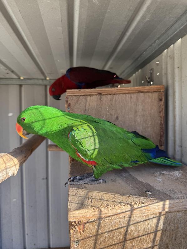 Eclectus and Conures