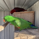 Eclectus and Conures