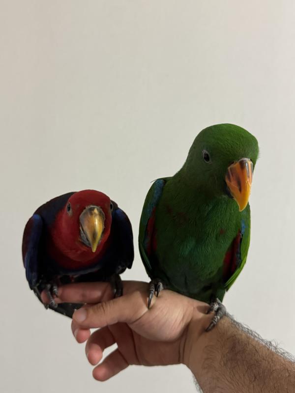 2 young eclectus parrots