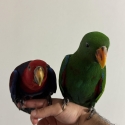2 young eclectus parrots