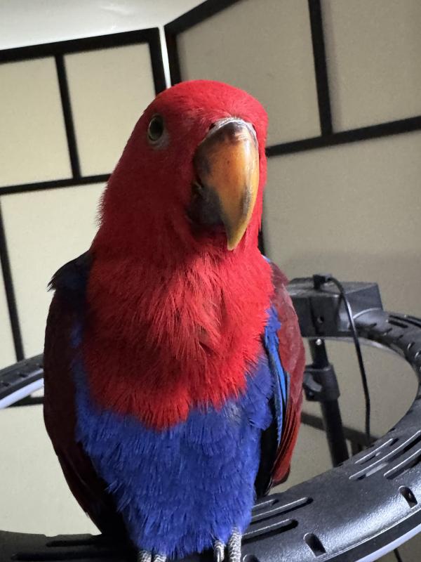 4 months female Eclectus parrot