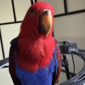 4 months female Eclectus parrot