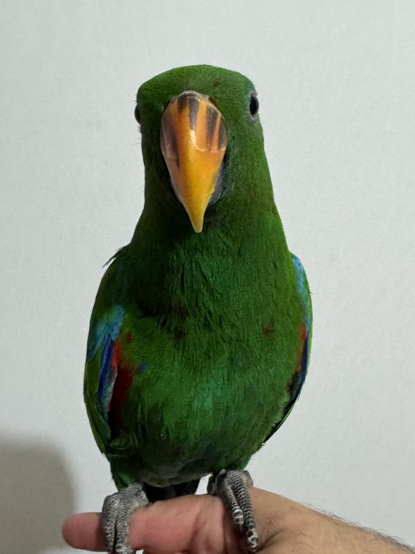 5 months old male Eclectus parrot