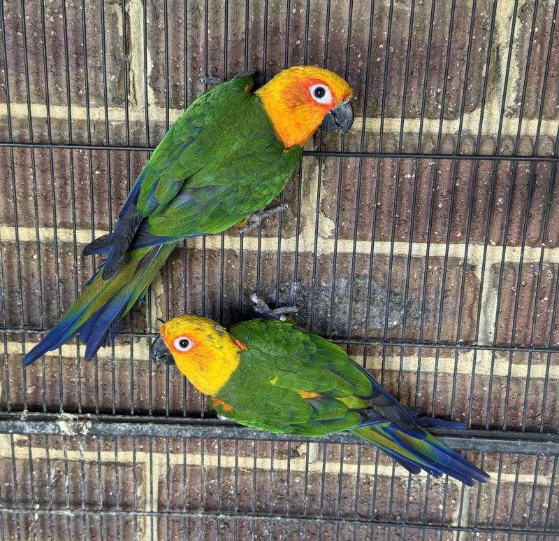Conure parrots