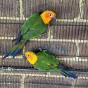 Conure parrots
