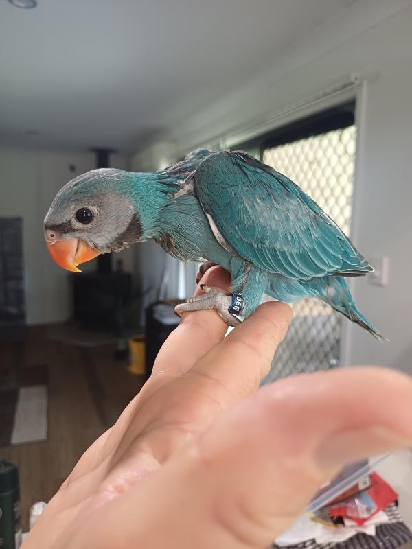 Handreared Blue Moustached Parrots