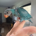 Handreared Blue Moustached Parrots
