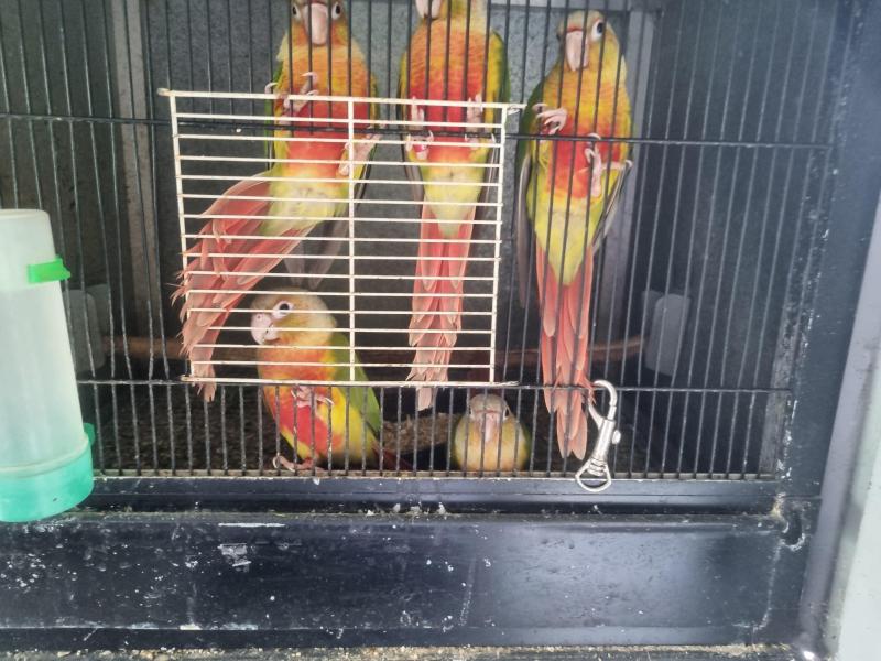 CONURES (HAND REARED)