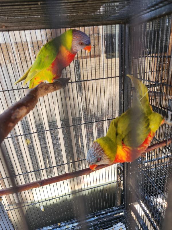 Lorikeets