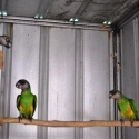 SENEGAL PARROTS