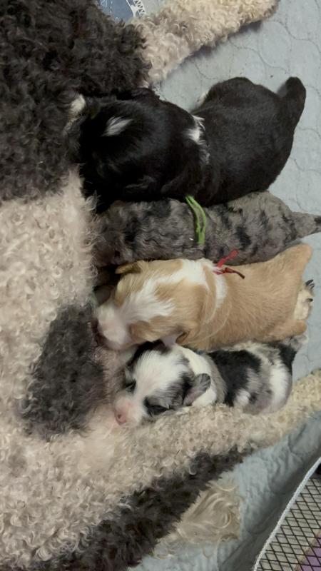 3x miniature labradoodle boys MERLE