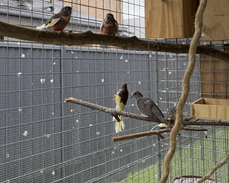 Well marked normal pied Bourkes