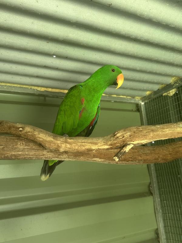 Male Eclectus parrot