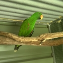 Male Eclectus parrot