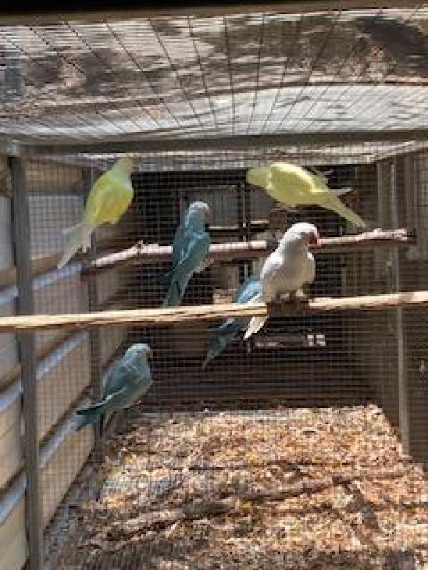 2023 2024 and 2025 Dilute and Split Dilute Ringnecks