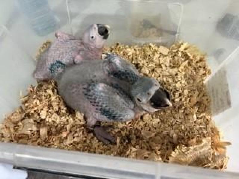 Blue and Glod Macaws babys