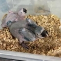 Blue and Glod Macaws babys
