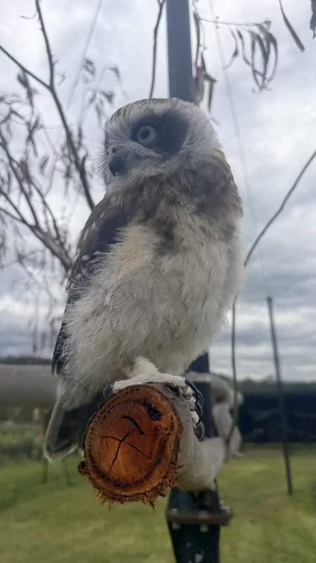 Bird Park in Pakenham Wings'n'Roses