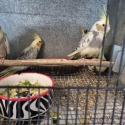 COCKATIELS