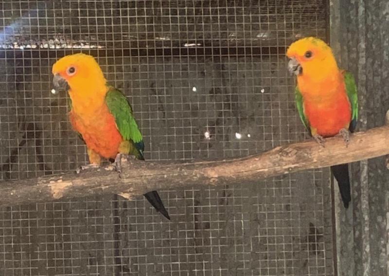 Jenday Conure Pair