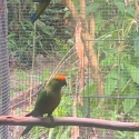 Gold Capped Conure Pair