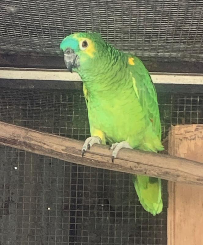Mature Blue Fronted Amazon Cock
