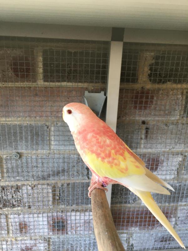 RUBINO BOURKE PARROTS
