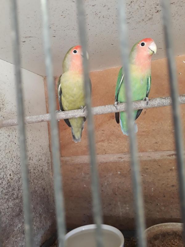 Breeding pair of Peach face