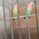 Breeding pair of Peach face